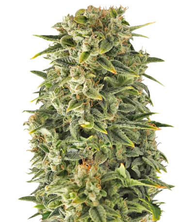 Семена сорта Auto Haze fem (Female Seeds)