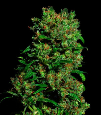Семена сорта Critical VIP fem (VIP seeds)