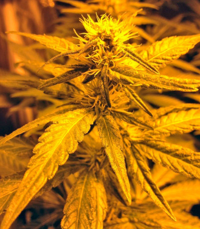 Семена сорта Diamond Girl fem