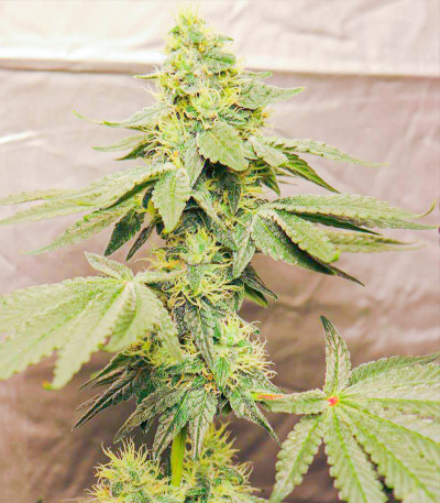 Семена сорта Gelato #33 fem (Advanced Seeds)