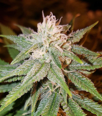 Семена сорта Kali & the Chocolate Factory fem (KFC Seeds)