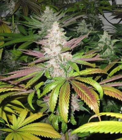 Семена сорта Mendocino Purple Kush fem