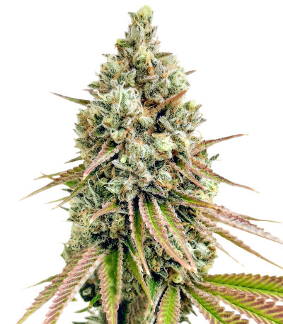 Семена сорта Bruce Banner fem (Семяныч)