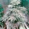 Семена сорта Bubba Kush Autoflowering fem (Dinafem Seeds)
