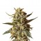 Семена сорта Bubblegum XL fem (Royal Queen Seeds)