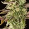 Семена сорта Remo Chemo fem (Dinafem Seeds)