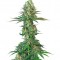 Семена сорта Original Bubblegum fem (TH Seeds)
