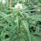 Сорт конопли Big Kush 
