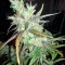 Семена сорта Kali Mist reg (Serious Seeds)