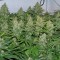 Семена сорта Special Kush 1 fem (Royal Queen Seeds)