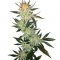 Семена сорта White Rhino reg (Nirvana Seeds)