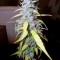 Семена сорта Auto Northern Lights fem (Pyramid Seeds)