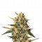 Семена сорта Mother Gorilla (Royal Madre) fem (Royal Queen Seeds)