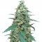 Семена сорта Mong-U-Mental fem (Dr. Krippling Seeds)