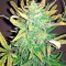 Семена сорта Bubba Cheese Auto fem (Humboldt Seeds)