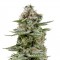 Семена сорта White Widow Auto fem (Trikoma Seeds)