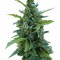 Семена сорта Automaria II fem (Paradise Seeds)