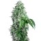 Семена сорта Big Devil F1 Fast Version fem (Sweet Seeds)