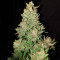 Семена сорта Neville Haze Ryder Auto fem (World of Seeds)