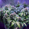 Семена сорта Northern Lights fem (Pyramid Seeds)