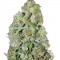 Семена сорта Auto Kush fem (Female Seeds)