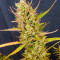 Семена сорта Black Orchid fem (Original Sensible Seeds)