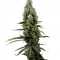 Семена Arjan's Haze #3 шишки