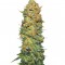 Семена сорта Pure Power Plant reg (Nirvana Seeds)