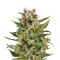 Семена сорта White Widow Automatic fem (Royal Queen Seeds)