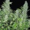 Семена сорта Double Dutch fem (Serious Seeds)
