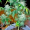 Семена сорта Ganesh reg (Mandala Seeds)