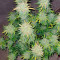 Семена сорта Wedding Cake Auto fem (Barney's Farm)