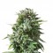 Семена сорта Bubba Kush fem (Dinafem Seeds)