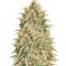 Семена сорта Northern Lights Auto Fem (Vision Seeds)