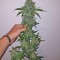 Семена сорта Big Bud fem (Vision Seeds)