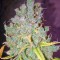 Семена сорта Cheese fem (Green House Seeds)