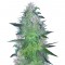 Семена сорта Crystal Queen fem (Vision Seeds)