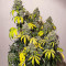 Сорт конопли Green Gelato Automatic fem (RQS)