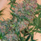 Семена сорта Diablo Rojo XL Auto fem (Sweet Seeds)