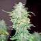 Семена сорта Afghan Kush X Yumbolt fem (World of Seeds)