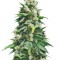 Семена сорта Santa Maria Auto fem (Sumo Seeds)