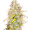 Сорт конопли Green Gelato Automatic fem (RQS)