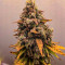 Семена сорта Whiskey Zulu Auto fem (7CH American)