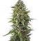 Семена сорта Auto Northern Lights fem (00 Seeds)