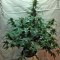 Сорт марихуаны Blue Amnesia XXL Autoflowering