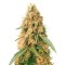 Семена сорта Jack Mist Tree fem (KFC Seeds)