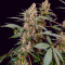Семена сорта Black Muffin F1 Fast Version fem (Sweet Seeds)