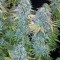 Семена сорта Serious Happiness fem (Serious Seeds)