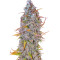 Семена сорта HighCloudZ Auto fem от Green House Seeds