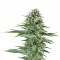Семена сорта Power Flower fem (Royal Queen Seeds)